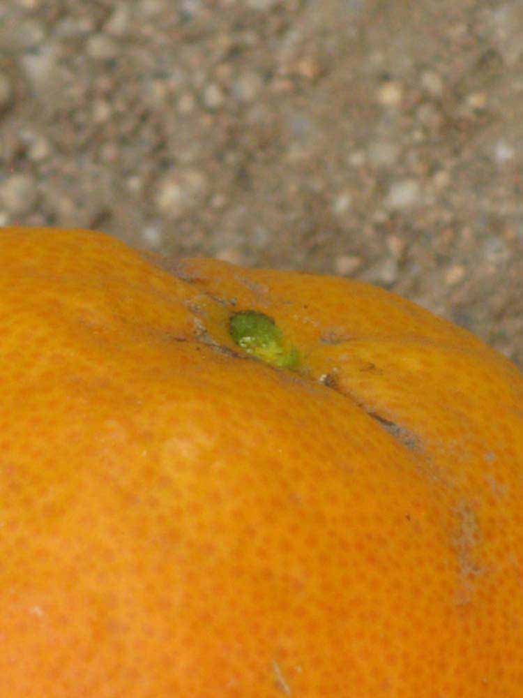            Fruit (Riverside, CA)   